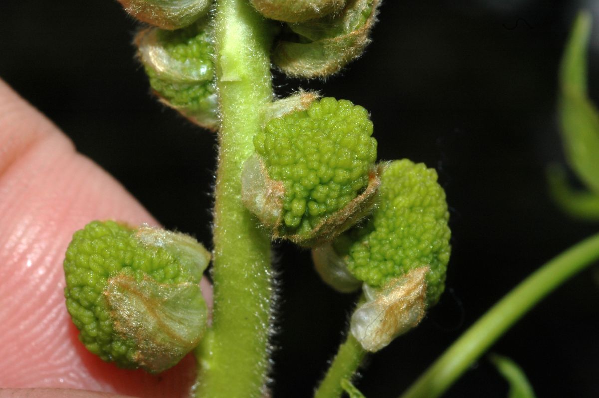 Altingiaceae Liquidambar styraciflua