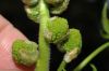image of Liquidambar styraciflua