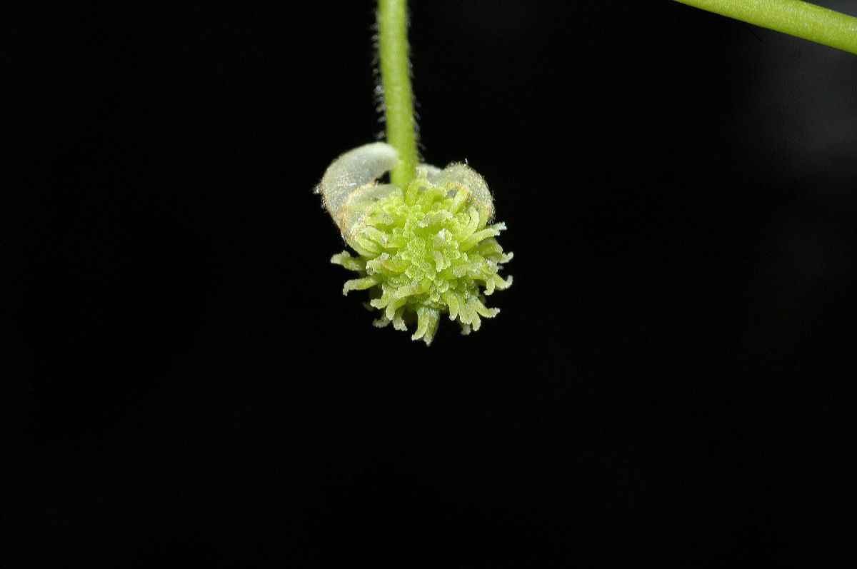 Altingiaceae Liquidambar styraciflua