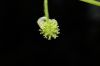 image of Liquidambar styraciflua
