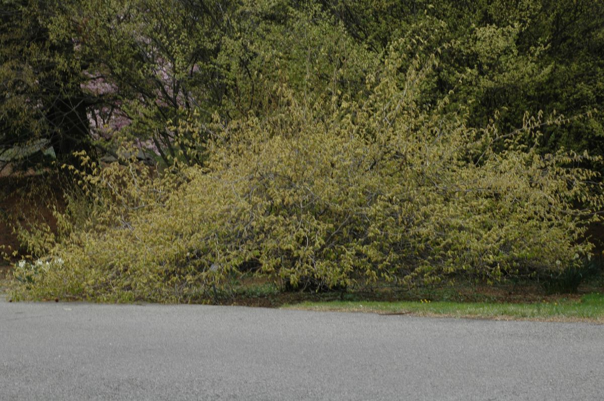 Hamamelidaceae Corylopsis sinensis