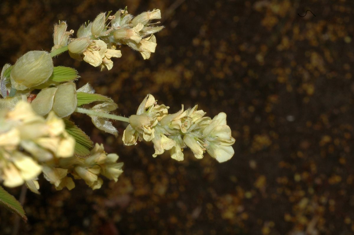 Hamamelidaceae Corylopsis sinensis