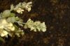 image of Corylopsis sinensis