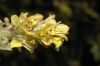 image of Corylopsis sinensis