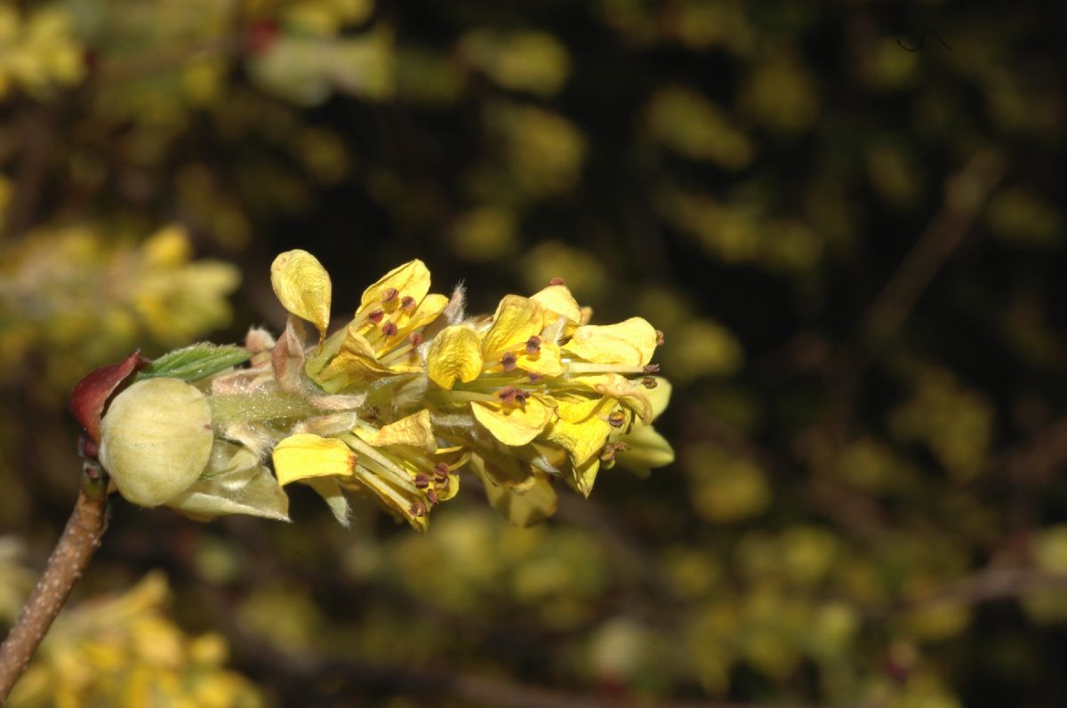 Hamamelidaceae Corylopsis sinensis