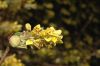 image of Corylopsis sinensis