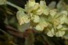 image of Corylopsis sinensis