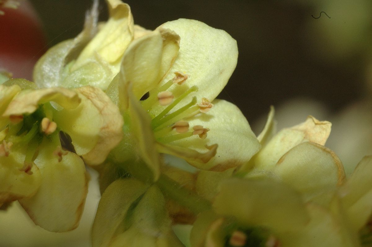 Hamamelidaceae Corylopsis sinensis