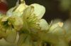 image of Corylopsis sinensis