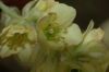 image of Corylopsis sinensis