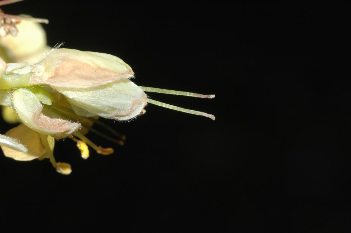 Hamamelidaceae Corylopsis sinensis