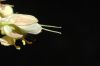 image of Corylopsis sinensis