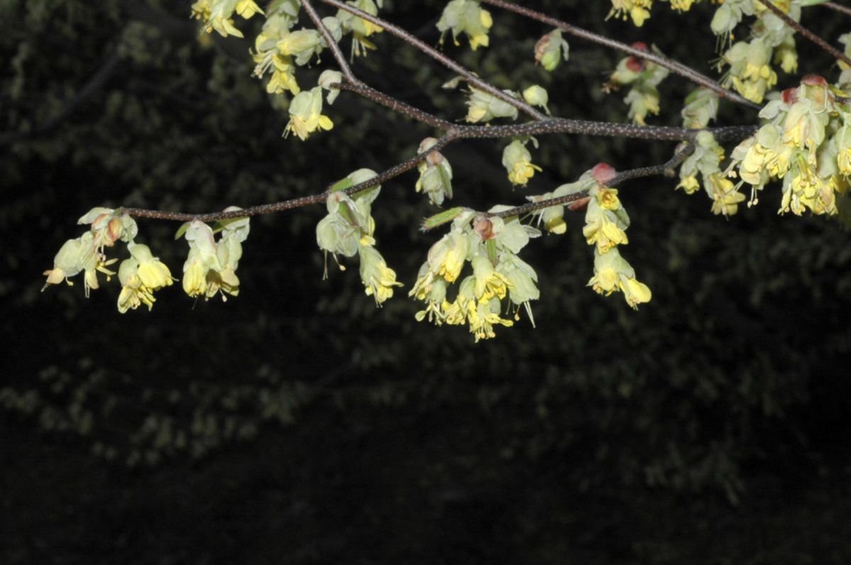 Hamamelidaceae Corylopsis sinensis