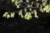 image of Corylopsis sinensis
