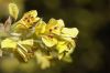 image of Corylopsis sinensis