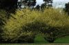 image of Corylopsis glabrescens