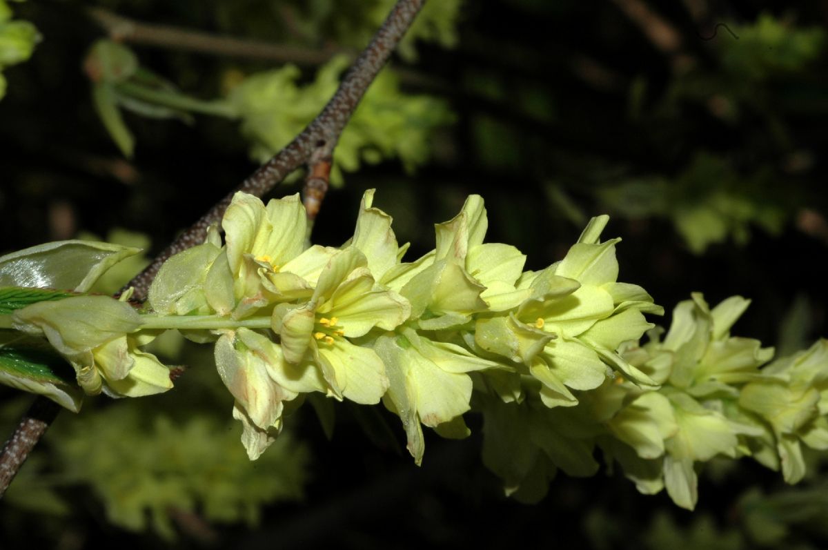Hamamelidaceae Corylopsis glabrescens