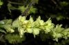 image of Corylopsis glabrescens