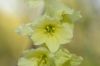 image of Corylopsis glabrescens
