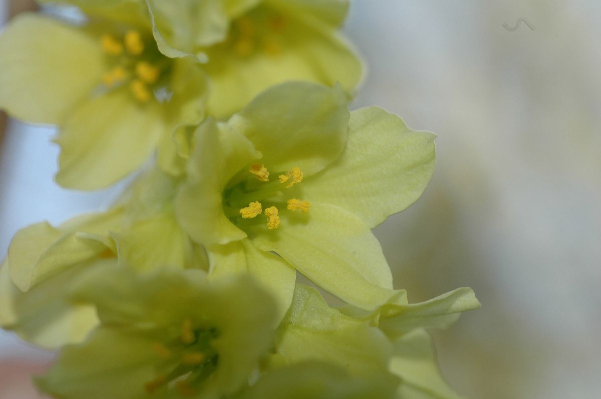 Hamamelidaceae Corylopsis glabrescens