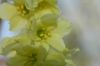 image of Corylopsis glabrescens