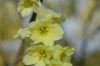 image of Corylopsis glabrescens