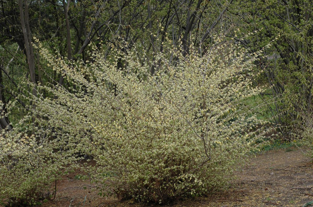 Hamamelidaceae Corylopsis pauciflora