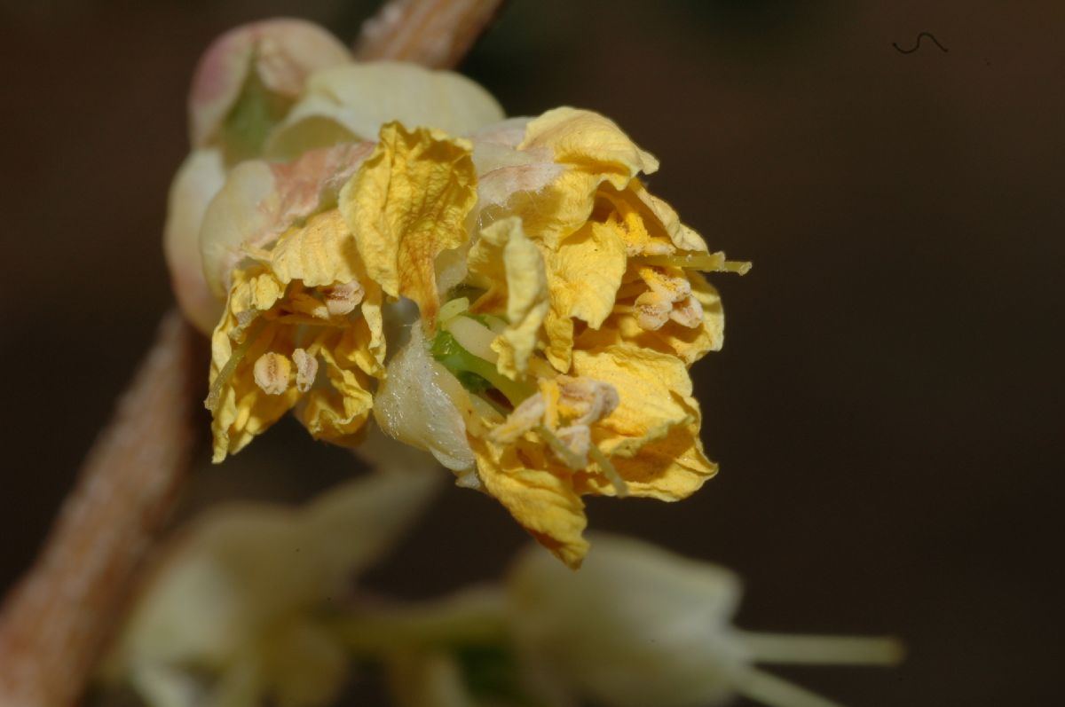 Hamamelidaceae Corylopsis pauciflora