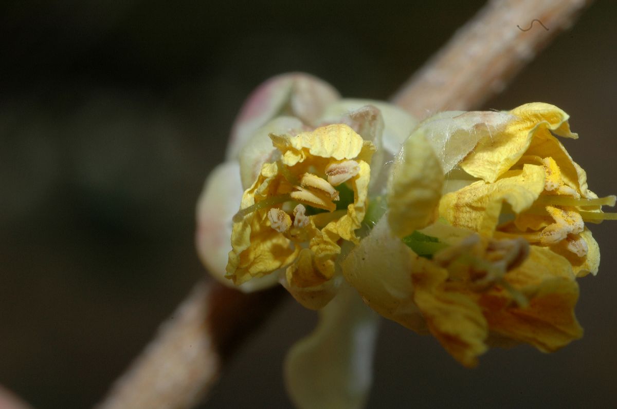 Hamamelidaceae Corylopsis pauciflora