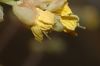 image of Corylopsis pauciflora