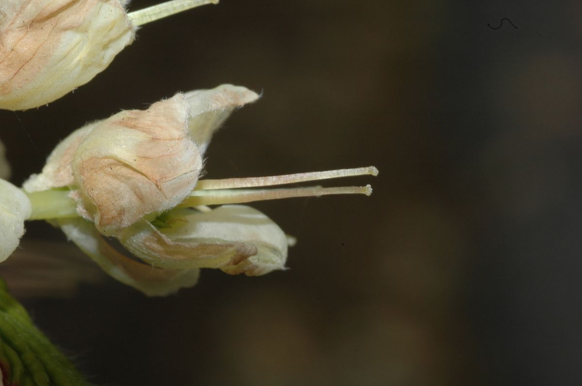 Hamamelidaceae Corylopsis pauciflora