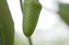 image of Hura crepitans