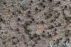 image of Hura crepitans