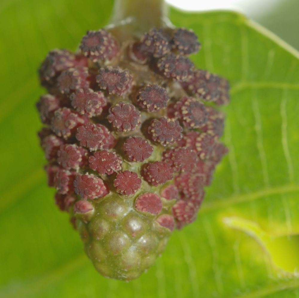 Euphorbiaceae Hura crepitans