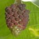 image of Hura crepitans