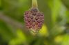 image of Hura crepitans