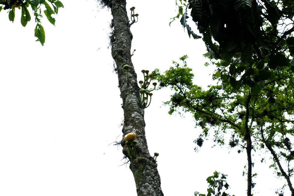 Lecythidaceae Gustavia speciosa
