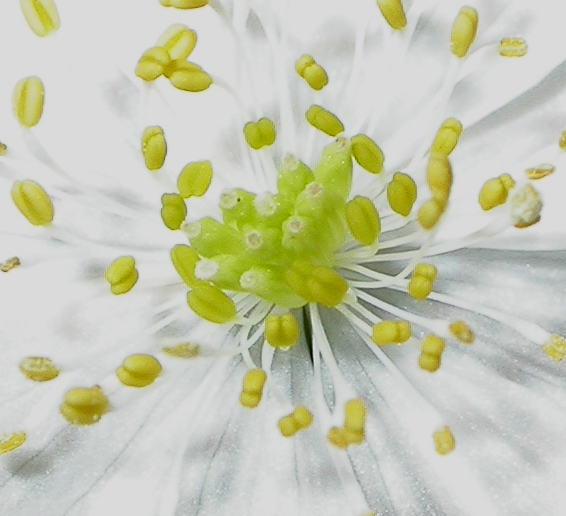 Ranunculaceae Anemonella thalictroides