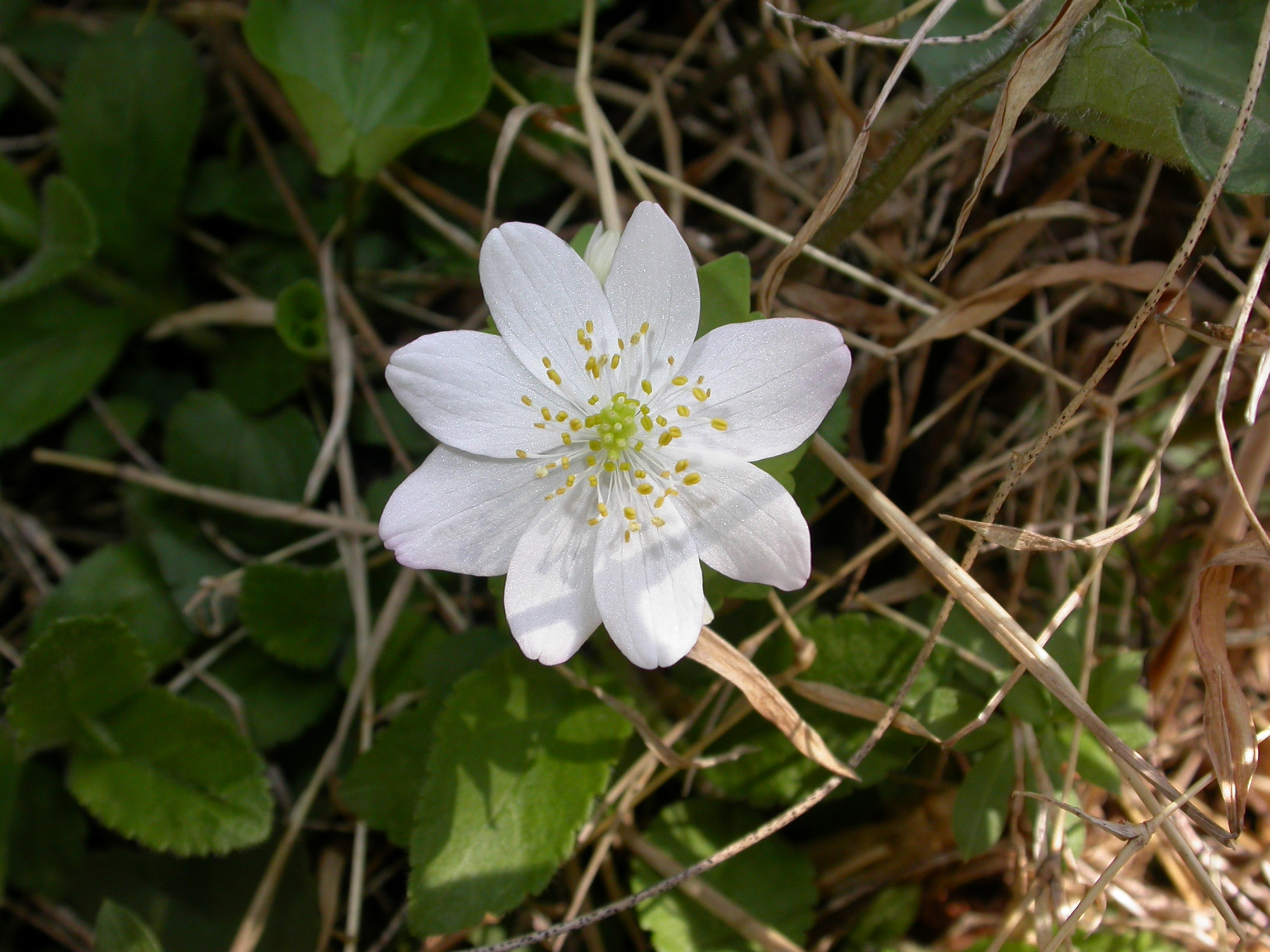 Ranunculaceae Anemonella thalictroides