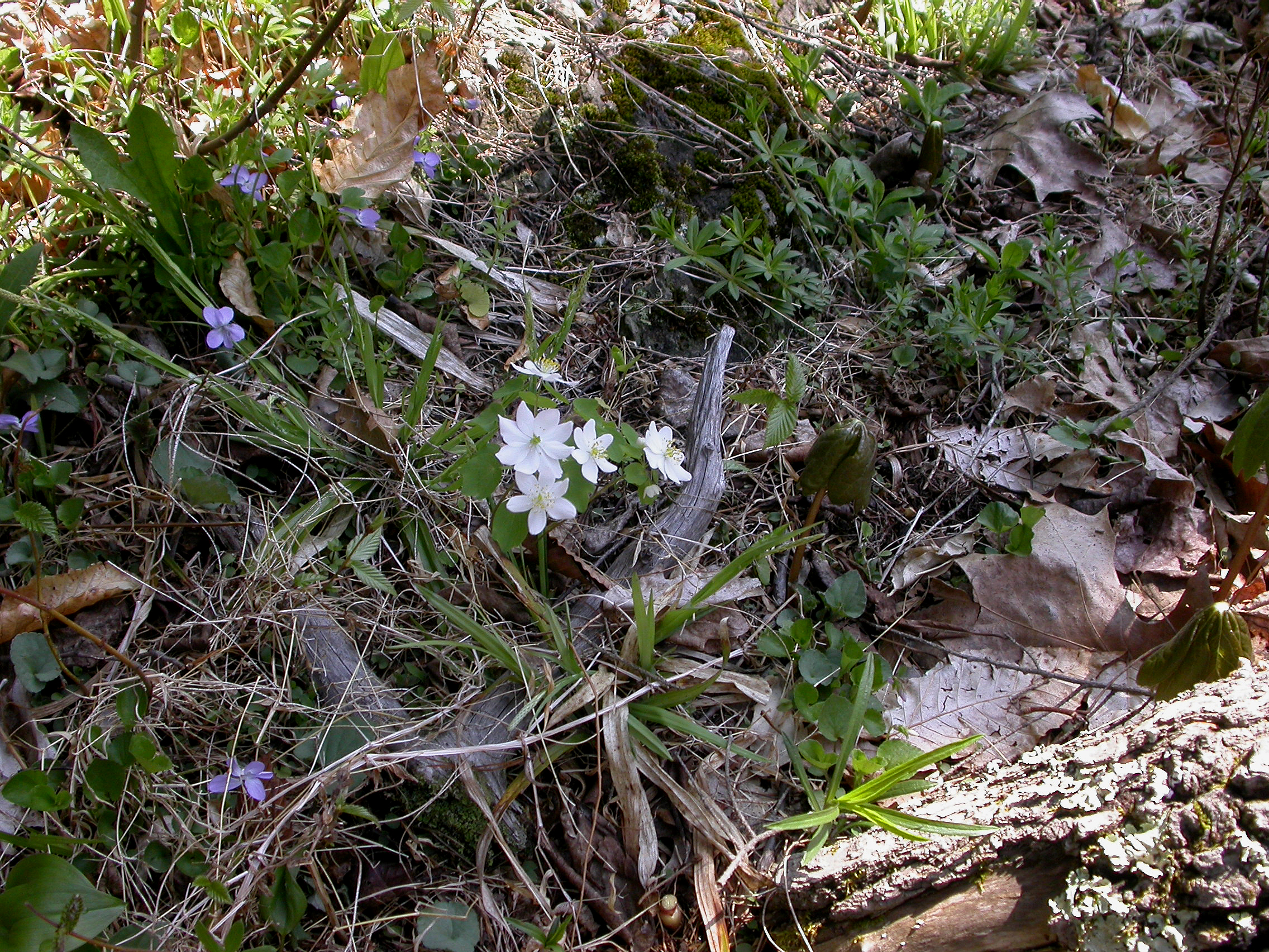 Ranunculaceae Anemonella thalictroides