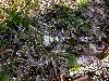 image of Anemonella thalictroides