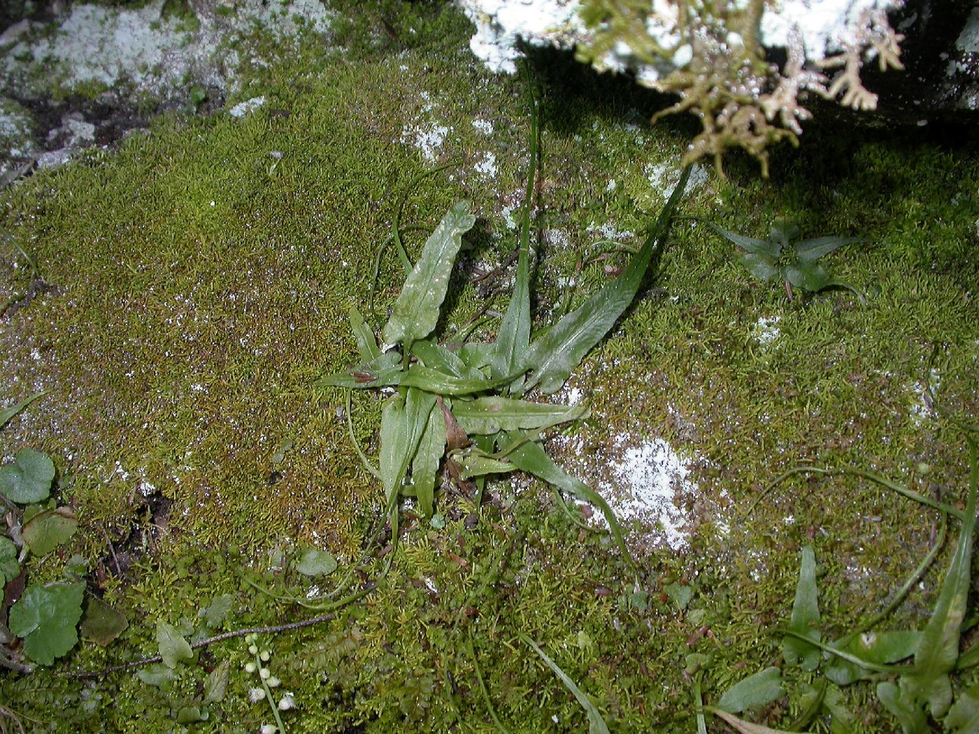 Aspleniaceae Asplenium rhizophyllum