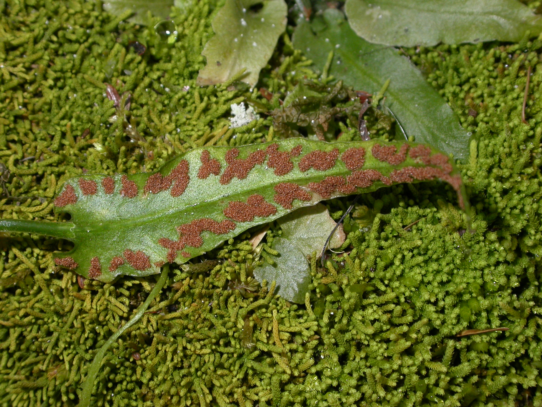 Aspleniaceae Asplenium rhizophyllum