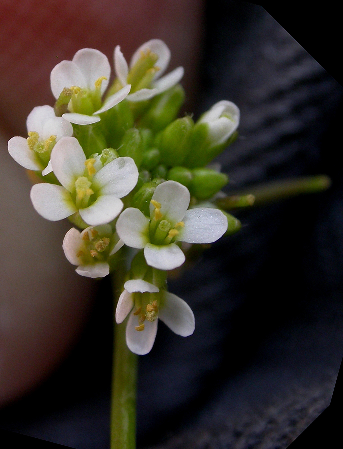 Brassicaceae Lepidium sativum