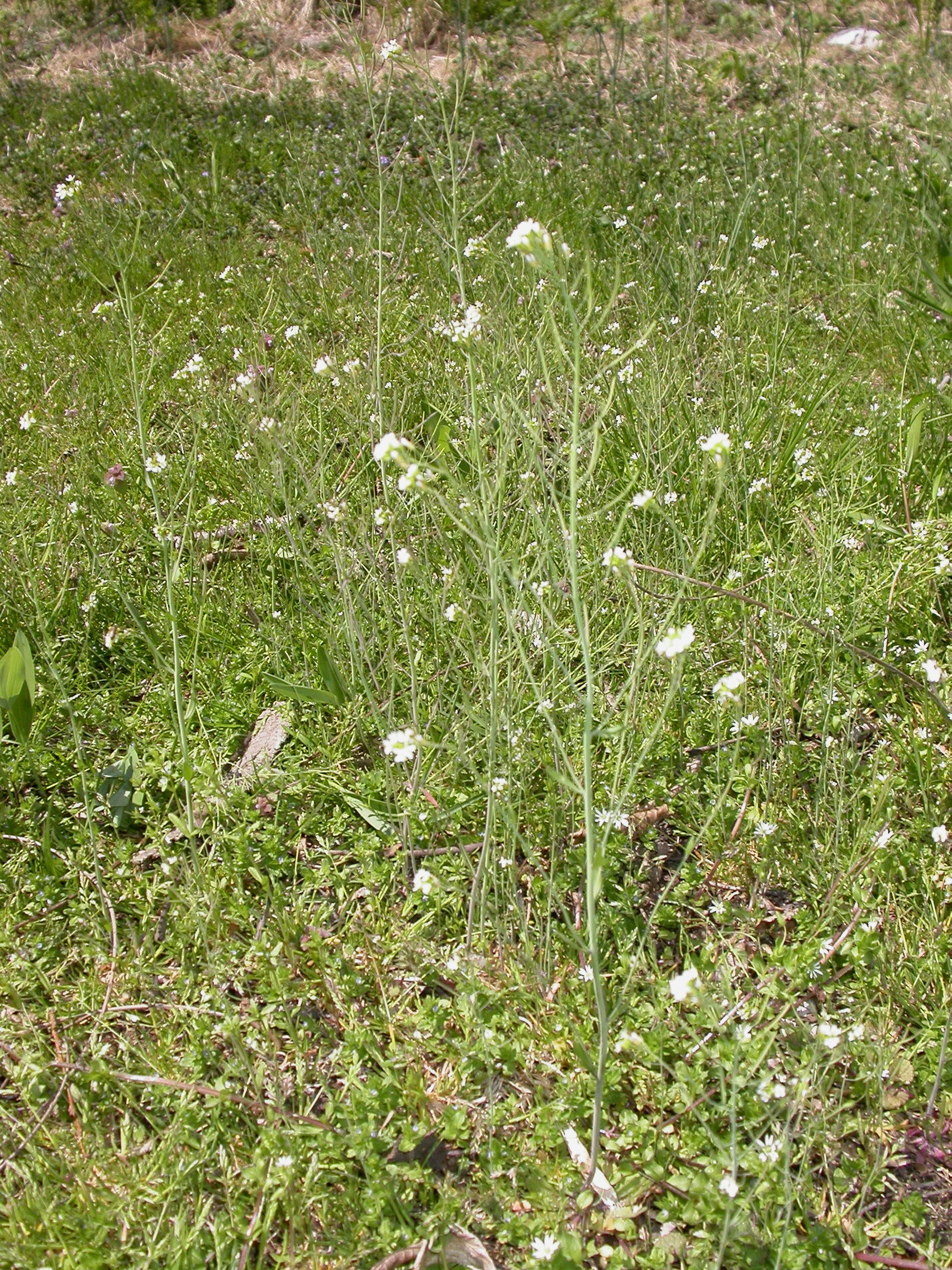 Brassicaceae Lepidium sativum