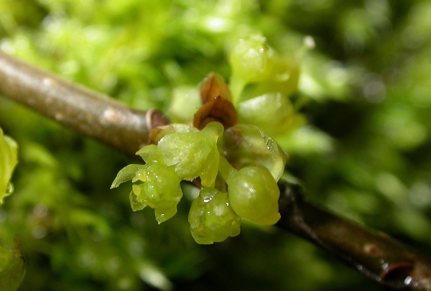 Lauraceae Lindera benzoin