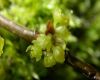 image of Lindera benzoin