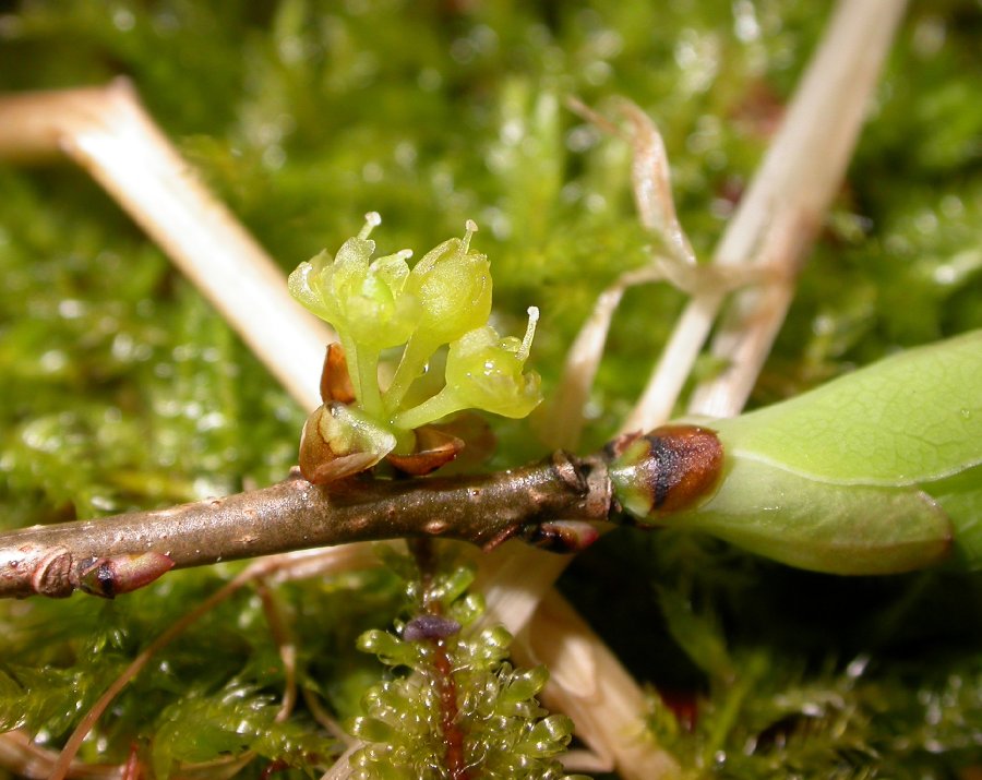 Lauraceae Lindera benzoin