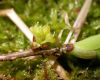 image of Lindera benzoin