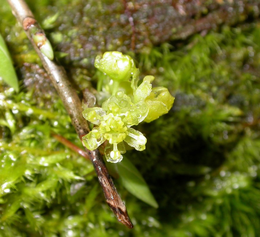 Lauraceae Lindera benzoin